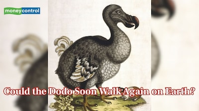 Is dodo coming back from extinction? Scientists claim major step in quest to resurrect the species