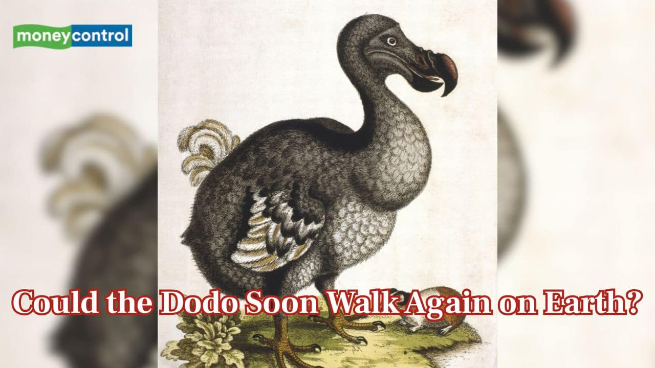 Is dodo coming back from extinction? Scientists claim major step in quest to resurrect the species