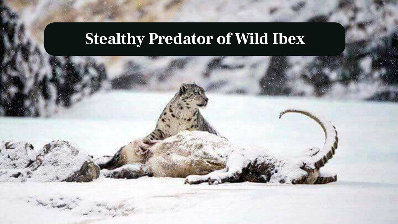 9. Stealthy Predator of Wild Ibex: Stealthy Predator of Ibex: A snow leopard stalks wild ibex across perilous cliffs, employing agility and patience, striking silently with deadly precision and formidable strength. (Image: Canva)