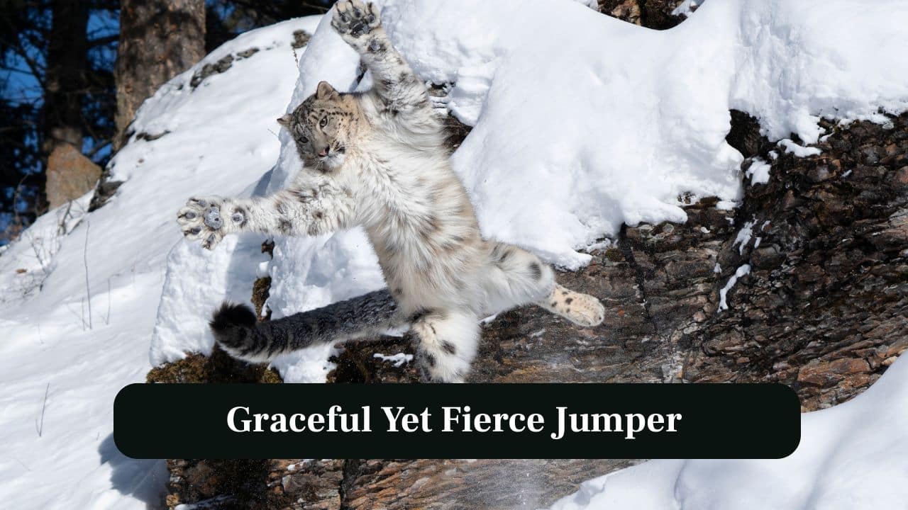 7. Graceful Yet Fierce Jumper: With powerful hind legs, a snow leopard leaps fifteen metres across rocky ledges, moving like a phantom across daunting terrain. (Image: Canva)