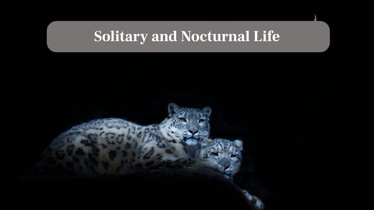 6. Solitary and Nocturnal Life: Mostly active at night, snow leopards roam alone, making encounters exceedingly rare and fuelling their ‘ghost of the mountains'. (Image: Canva)