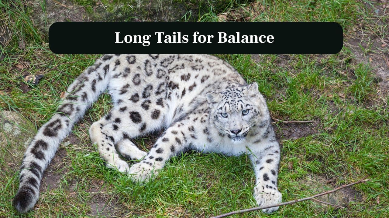 3. Long Tails for Balance: Their thick, lengthy tails provide balance on sharp ridges, while doubling as warm blankets during frigid mountain nights. (Image: Canva)