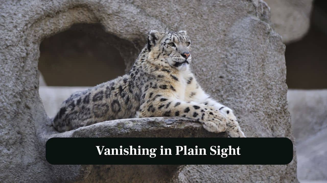 4. Vanishing in Plain Sight: With smoky-grey fur and rosettes, the snow leopard disappears against rocky terrain, earning its ghost-like reputation among mountain inhabitants. (Image: Canva)