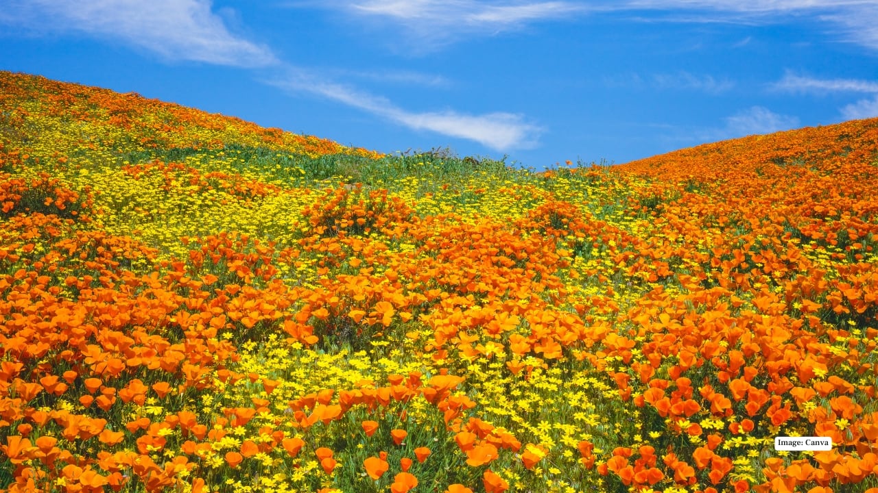 1. Antelope Valley, California, USA In the heart of the Mojave Desert, Antelope Valley becomes a vibrant sea of orange and purple poppies each spring. Walking through this vast expanse feels surreal, as if the horizon merges with the sky. Peak bloom is between March and April—perfect for photographers, hikers, and families seeking a floral escape. (Image: Canva)