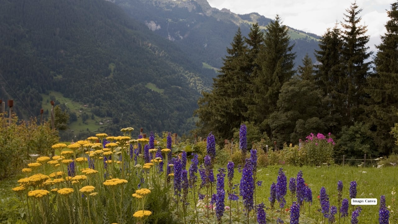 3. Lauterbrunnen Valley, Switzerland Framed by towering cliffs and cascading waterfalls, Lauterbrunnen Valley blooms with edelweiss, gentians, and alpine asters in summer. Hiking here offers photographers and nature lovers a paradise where snow-capped peaks meet endless floral carpets. (Image: Canva)