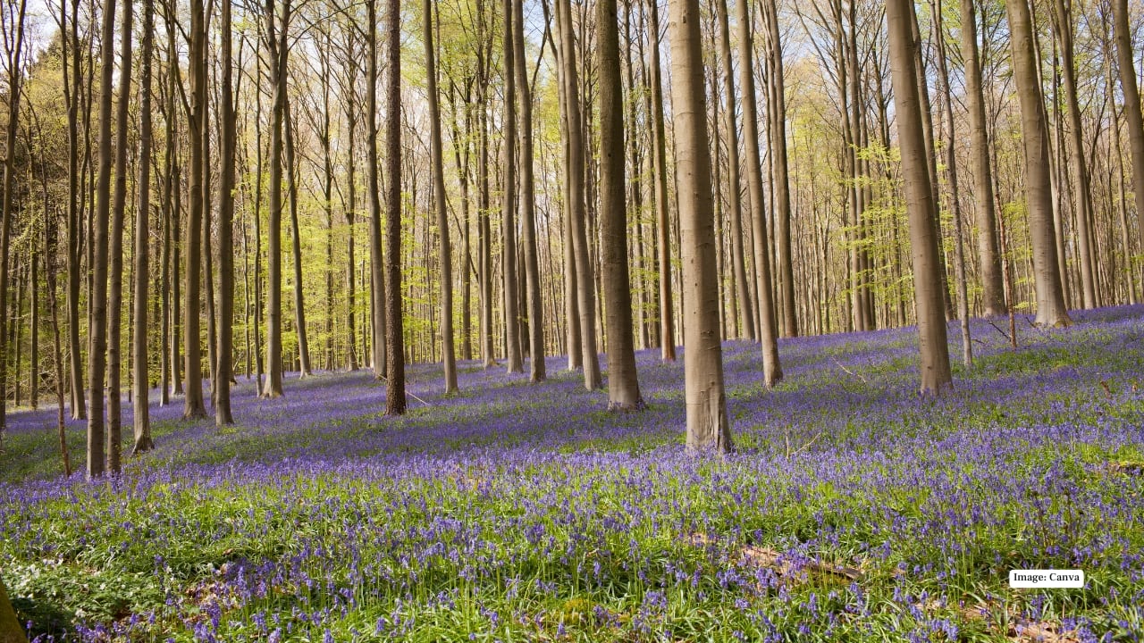 4. Hallerbos Forest, Belgium Known as the “Blue Forest,” Hallerbos transforms from mid-April to early May into a fairytale scene. Bluebells blanket the forest floor, turning winding paths into soft, purple carpets. Sunlight filtering through towering trees adds a golden touch to the floral magic. (Image: Canva)
