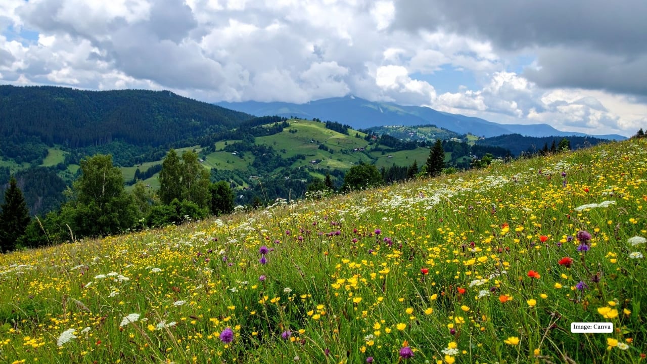 5. Carpathian Valleys, Romania High in the Carpathian Mountains, rhododendrons bloom in mid-June, painting slopes pink and crimson. These valleys, especially above 1,800 meters, offer a serene mix of vibrant flowers, fresh mountain air, and breathtaking scenery. (Image: Canva)