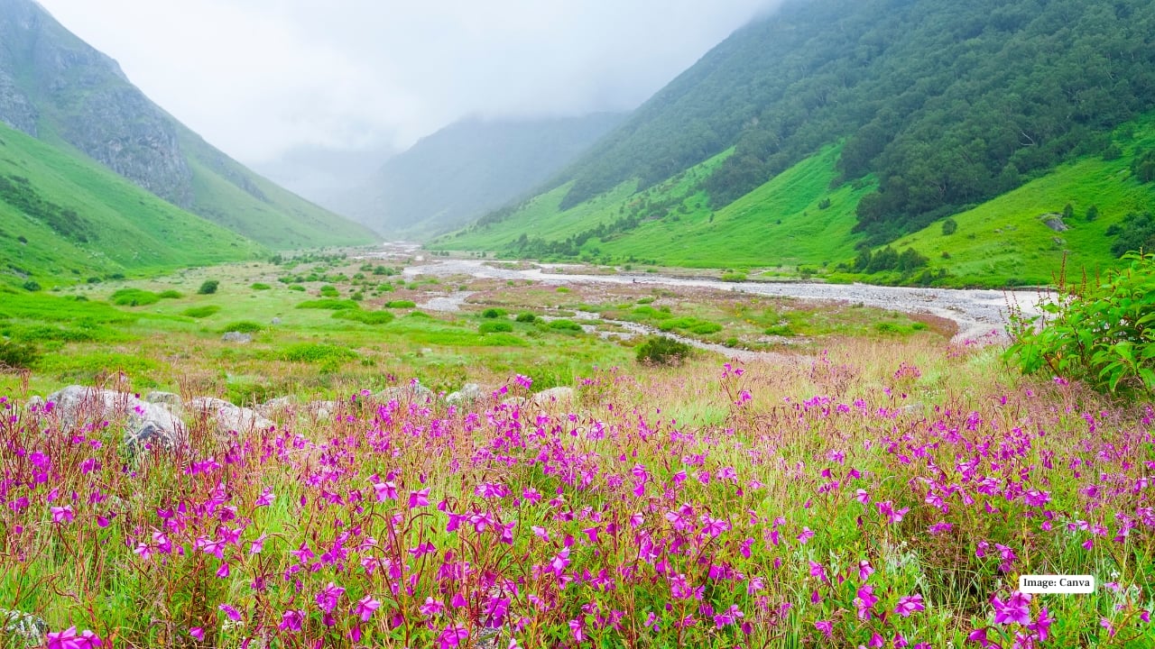 6. Valley of Flowers, Uttarakhand, India A UNESCO World Heritage Site, the Valley of Flowers is India’s crown jewel of alpine blooms. From Himalayan blue poppies to delicate primulas, every step between June and September reveals a kaleidoscope of colors, framed by majestic peaks. Trekking here is like walking inside a living painting. (Image: Canva)