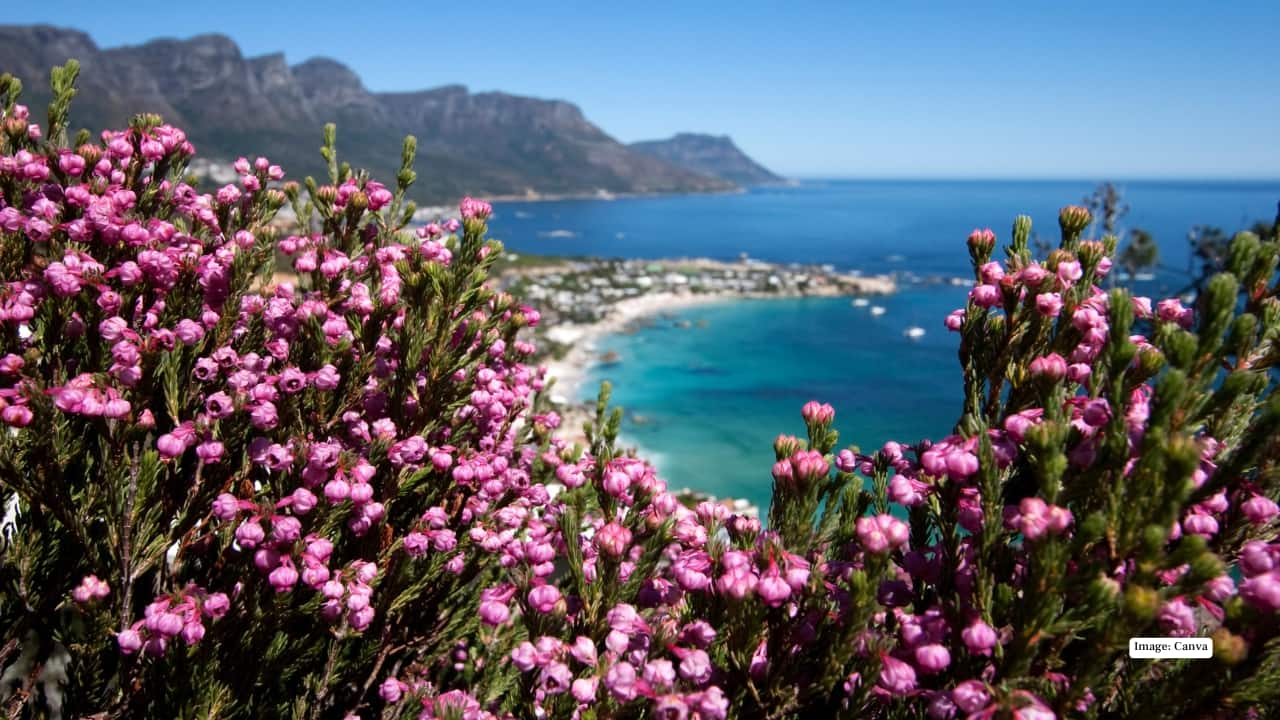 7. Fynbos Regions, Western Cape, South Africa The Western Cape and Cederberg Mountains burst into color from August to September. Proteas, ericas, and restios create a riot of hues, while the region’s unique biodiversity adds scent and texture to the visual feast—making it a wildflower lover’s paradise. (Image: Canva)