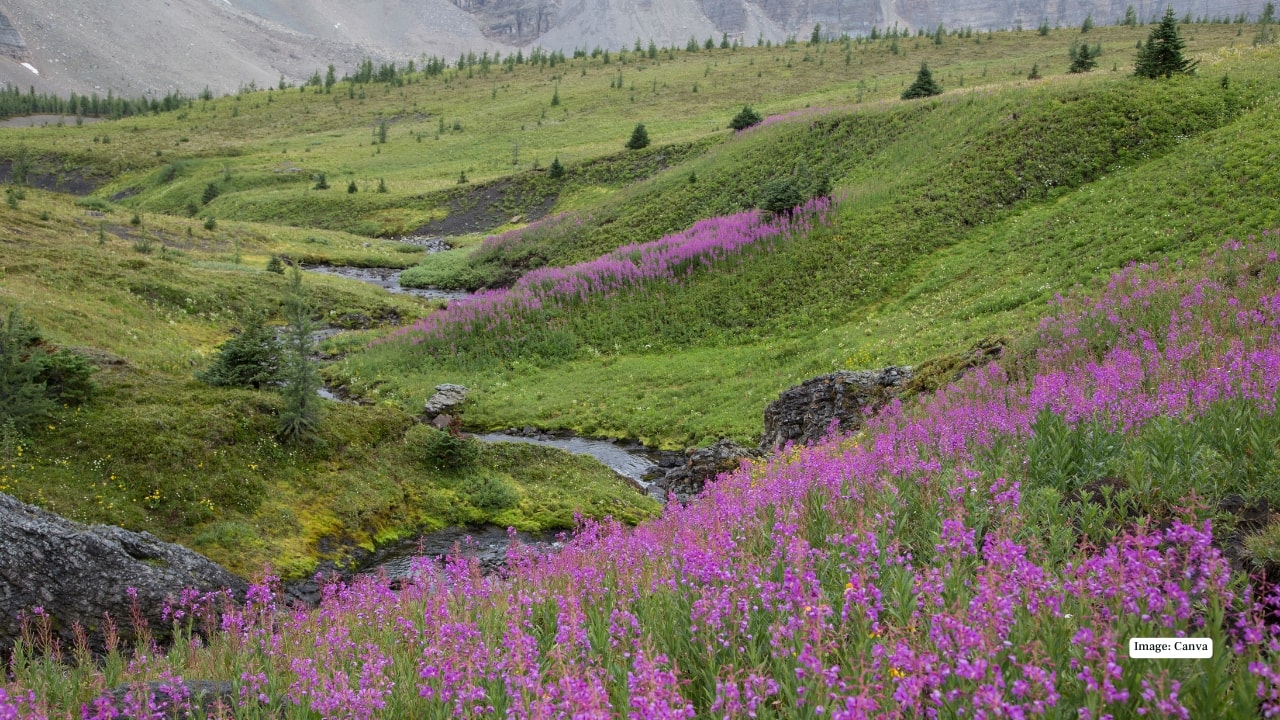 9. Alberta Rockies, Canada Banff and Jasper National Parks come alive in June and July, when glacier lilies, Indian paintbrush, and alpine asters blanket the meadows. Turquoise lakes and rugged mountain peaks provide a stunning backdrop to this iconic Canadian Rockies floral display. (Image: Canva)