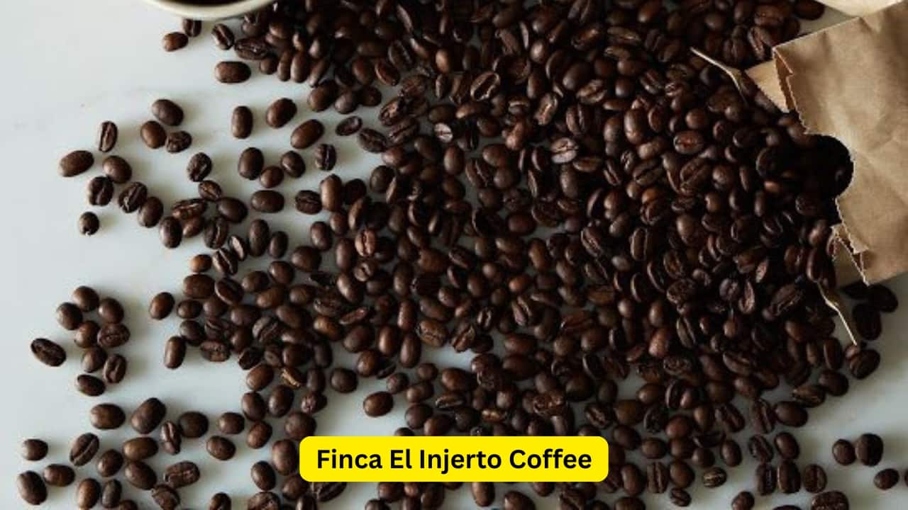 Finca El Injerto Finca El Injerto is grown on volcanic soil at high altitude, which contributes to the unique quality of the coffee. Finca El Injerto consists of dense beans, and the highland waters are purification washed, and sun-dried. The coffee is consider to have award-winning characteristics with care taken to produce the micro-lots, which are hand sorted and in the process, a lot of effort has been made to that coffee is processed effectively. The cost of Finca El Injerto is approximately ₹91,000 per kilogram.(Image: Pinterest)