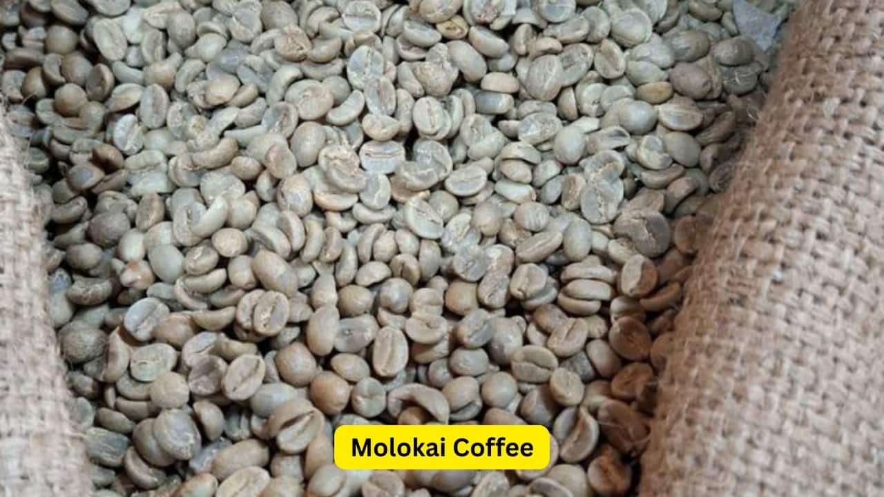 Molokai Coffee Molokai coffee is grown exclusively on the Hawaiian island of Molokai. The coffee is produced from volcanically rich soil and unique coastal microclimate. The family farms responsible for the process produce well-rounded coffee with a nutty flavor and hints of tropical fruit, with a delicate body. Molokai coffee costs ₹9,300 a kilogram.(Image: Pinterest)