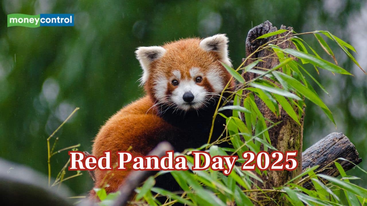 International Red Panda Day 2025: Date, history and significance
