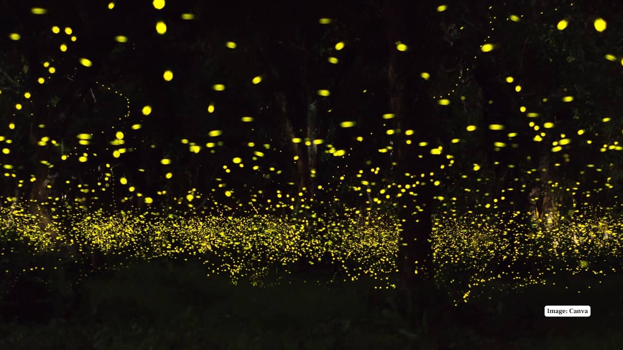 8 Most Magical Places in India to See Fireflies Glow