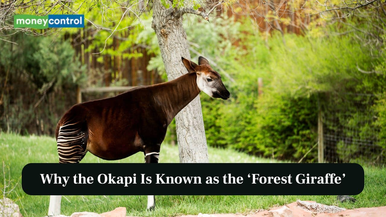 Why the Okapi Is Known as the ‘Forest Giraffe’