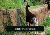 Why the Okapi Is Known as the ‘Forest Giraffe’