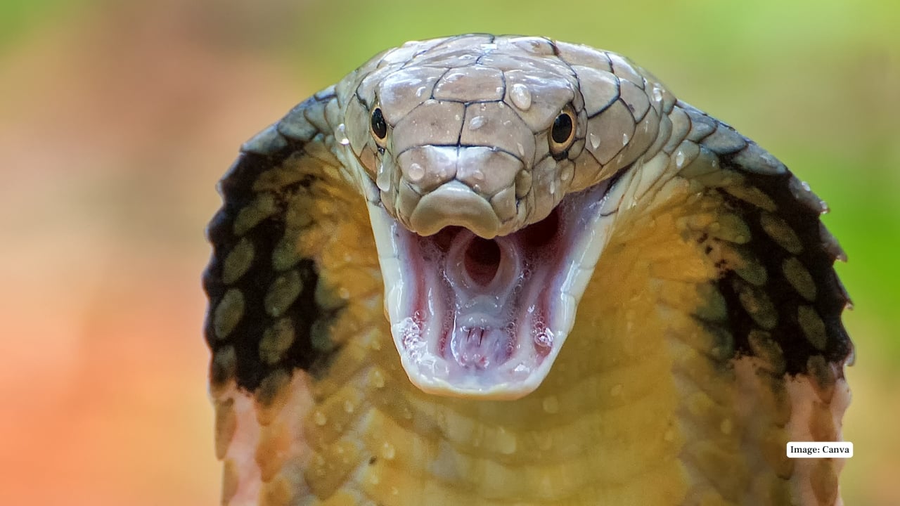 Where Snakes Are Kings: Life in Agumbe, India’s Cobra Capital