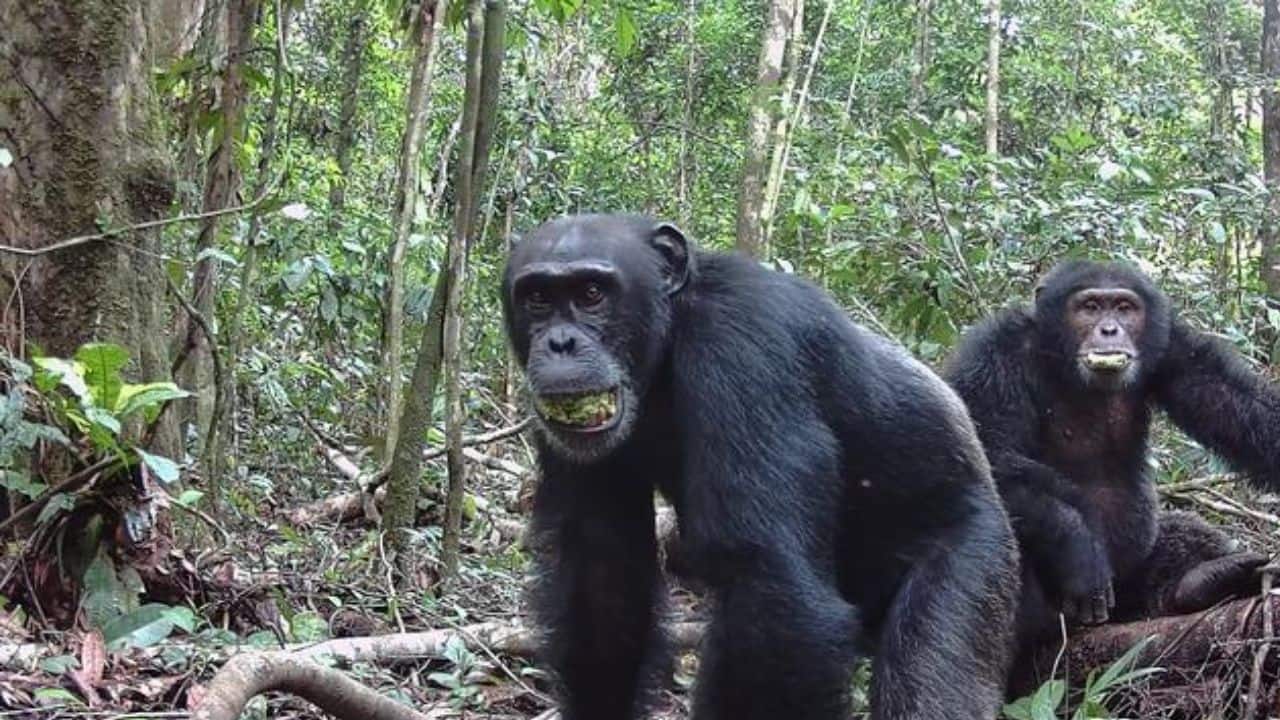 Chimpanzees may drink two alcoholic drinks daily, study finds