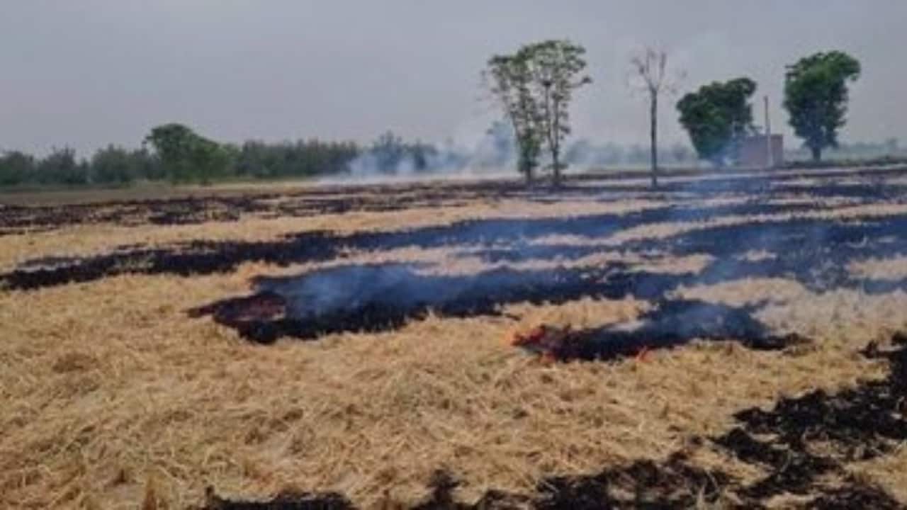 Haryana reports 77% drop in stubble burning, aims to be zero-burn state by 2027 Haryana reports 77% drop in stubble burning, aims to be zero-burn state by 2027