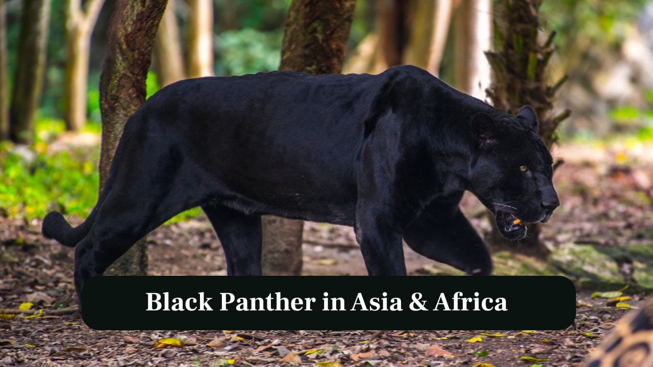 2. Black Panther in Asia &amp; Africa: In Asia and Africa, black panthers are mostly leopards, blending seamlessly into nighttime jungle environments. (Image: Canva) 