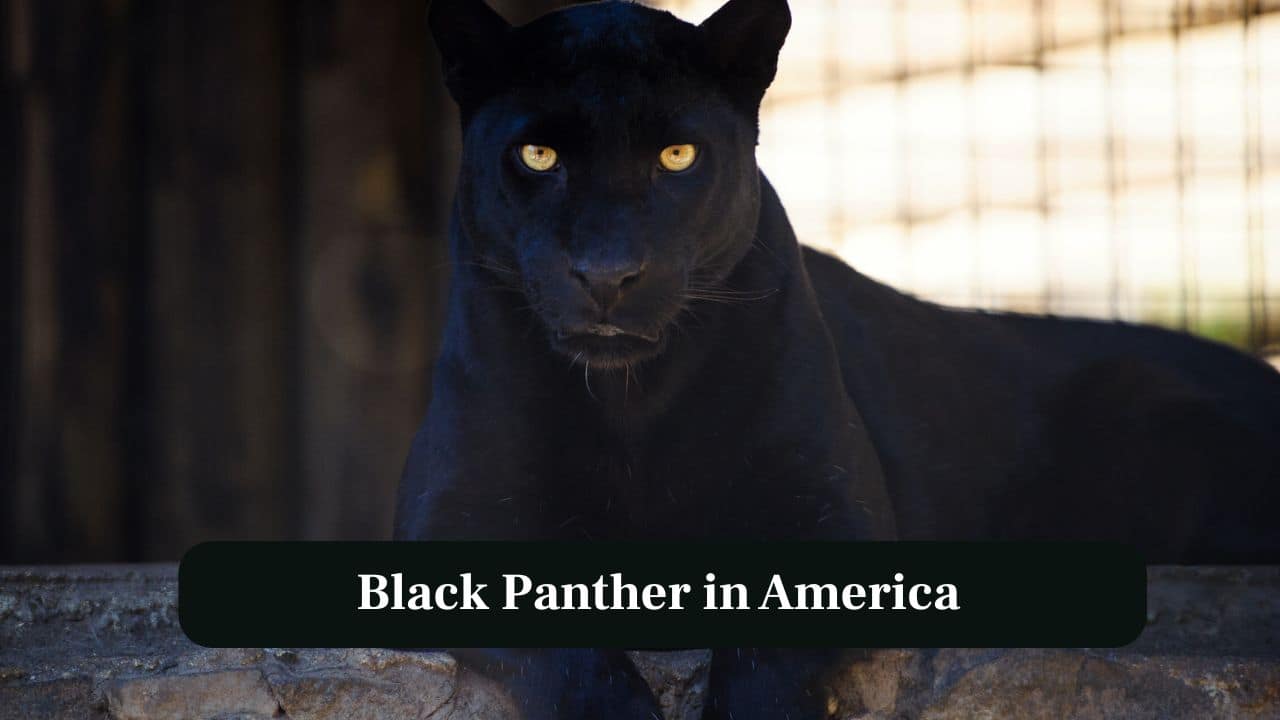 3. Black Panther in America: In the Americas, black panthers are primarily jaguars, showing powerful build and distinctive melanistic patterns. (Image: Canva) 