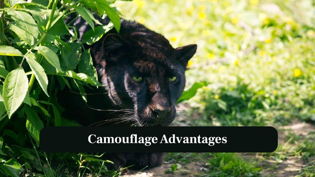 5. Camouflage Advantages: Melanism provides excellent camouflage during hunting, helping panthers stalk prey silently through dense vegetation. (Image: Canva)