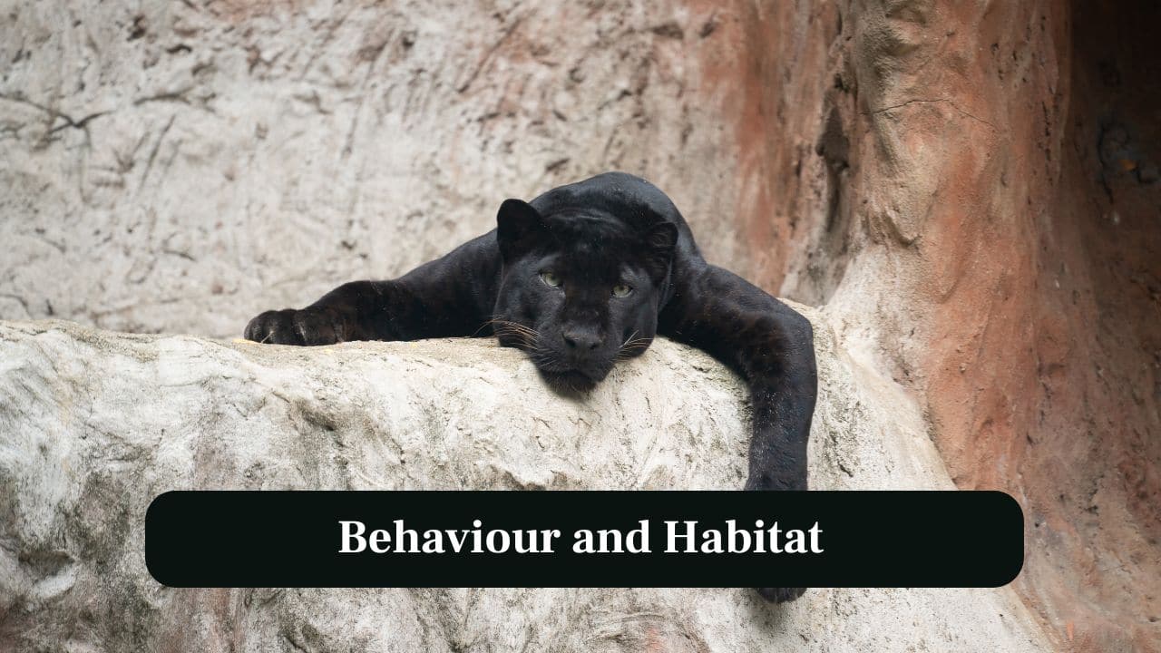 6. Behaviour and Habitat: Black panthers are solitaary and nocturnal hunters. They thrive in forests, swamps and mountainous terrain worldwide. (Image: Canva)