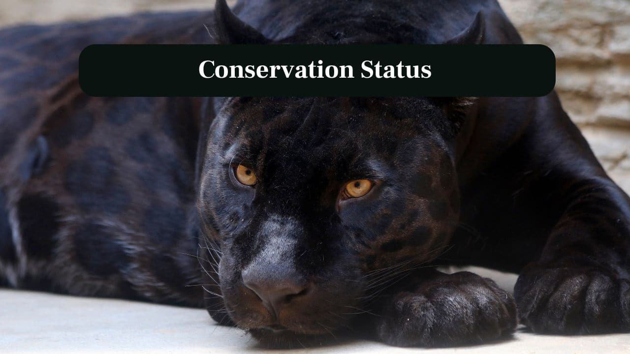 8. Conservation Status: Black panthers face habitat loss, poaching and human-wildlife conflict, making conservation efforts essential globally. (Image: Canva)
