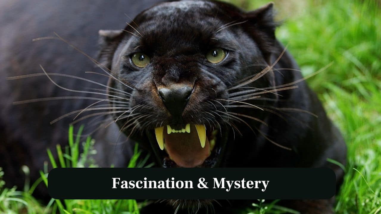 9. Fascination and Mystery: The black panther continues inspiring myths, folklore and admiration. It symbolises stealth, beauty and wild power. (Image: Canva)