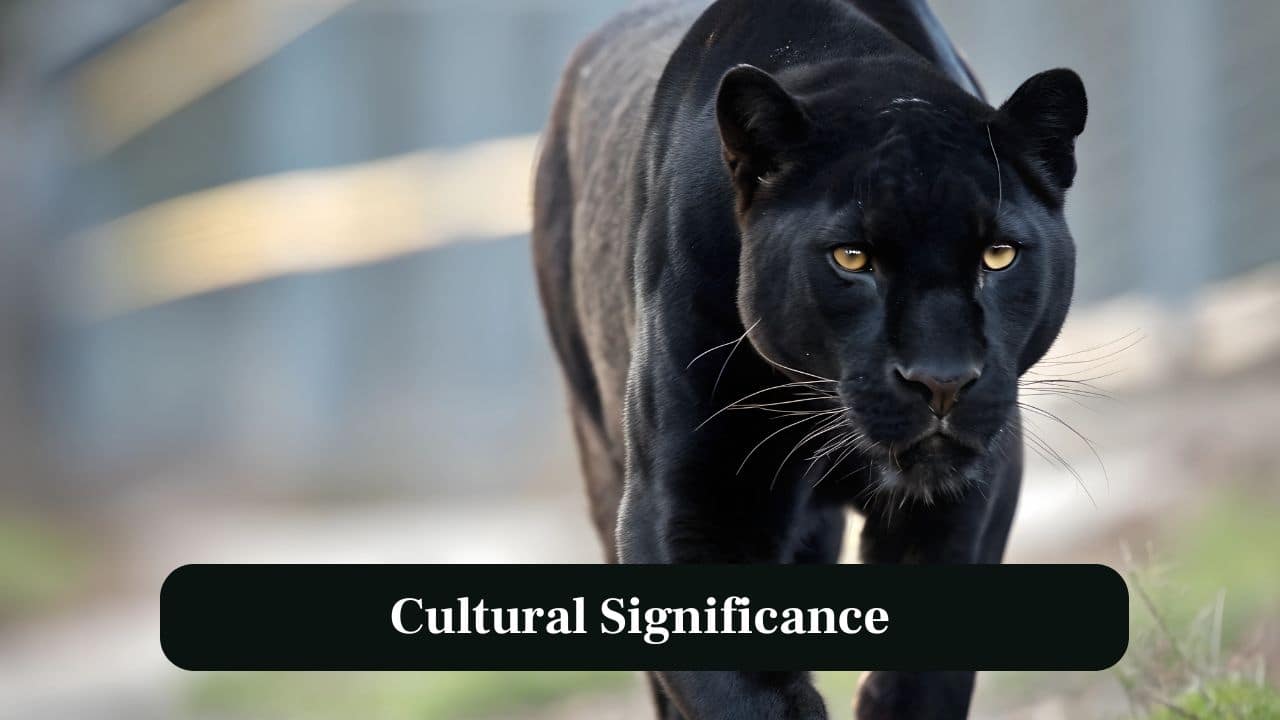 10. Cultural Significance: Black panthers appear in myths worldwide, representing stealth, courage and the untamed spirit of the jungle. (Image: Canva)