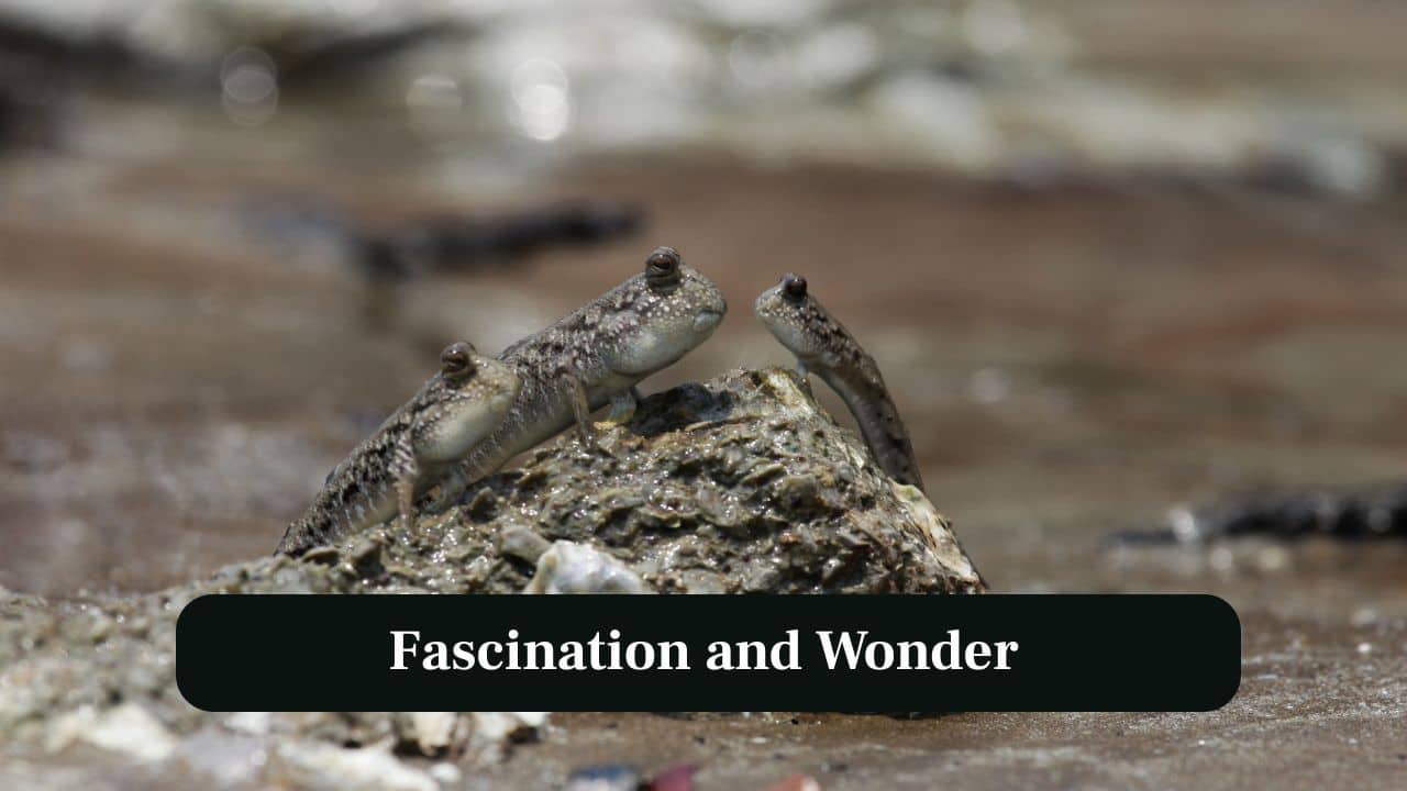7. Fascination and Wonder: This walking fish showcase nature’s creativity, bridging the gap between aquatic and terrestrial worlds. (Image: Canva)