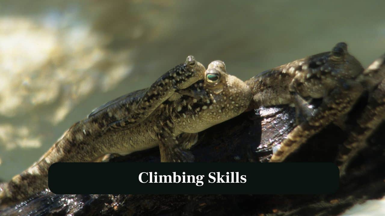 8. Climbing Skills: Some mudskippers can climb mangrove roots and rocks using their strong fins for grip. (Image: Canva)