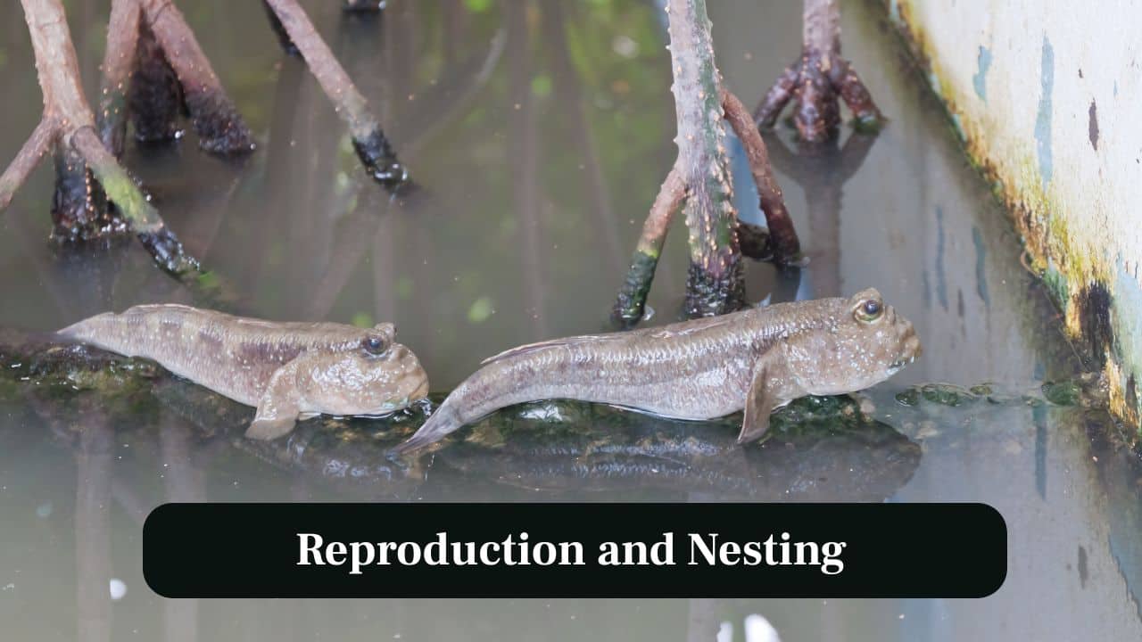9. Reproduction and Nesting: Males dig burrows in mud where females lay eggs. These burrows also retain water for survival. (Image: Canva)