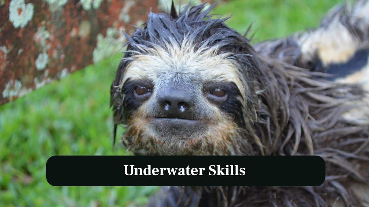 7. Underwater Skills: Surprisingly, sloths can swim, using long arms to glide through water quickly despite their slow land movements. (Image: Canva)