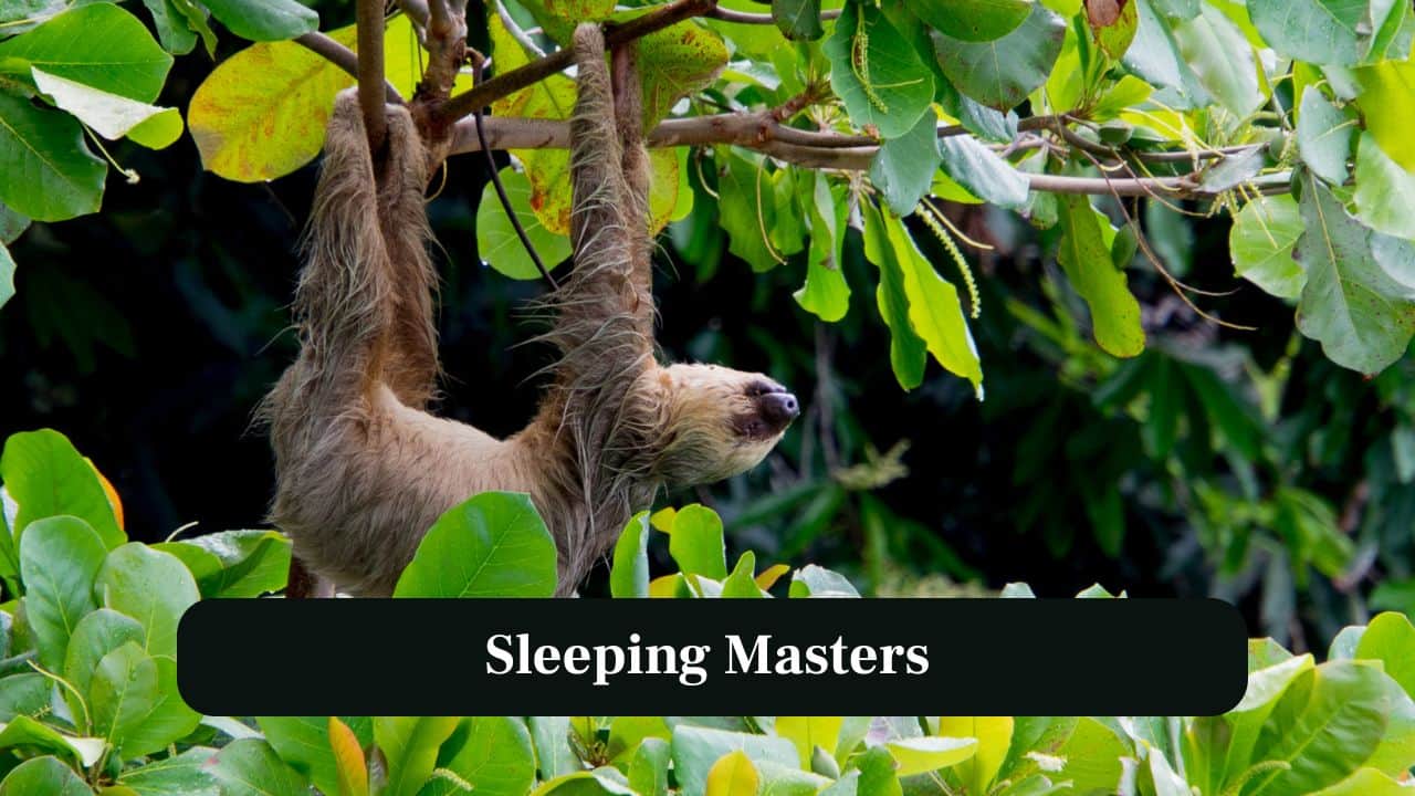 8. Sleeping Masters: Sloths sleep up to 15-20 hours daily, conserving energy and avoiding predators while hidden in trees. (Image: Canva)