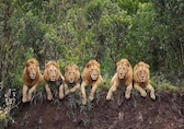 World's Deadliest Lions: The history of infamous Mapogo lions of Sabi Sands