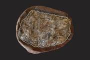 Researchers decode molecular fossils in faeces, exposing prehistoric diets and environments