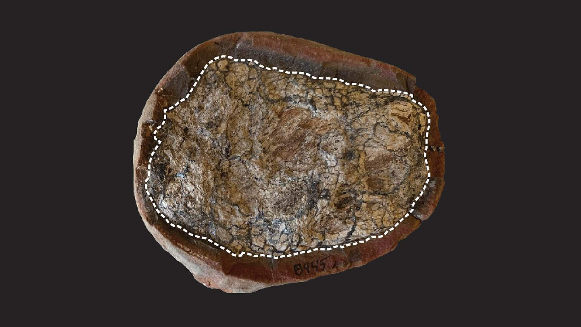 Researchers decode molecular fossils in faeces, exposing prehistoric diets and environments