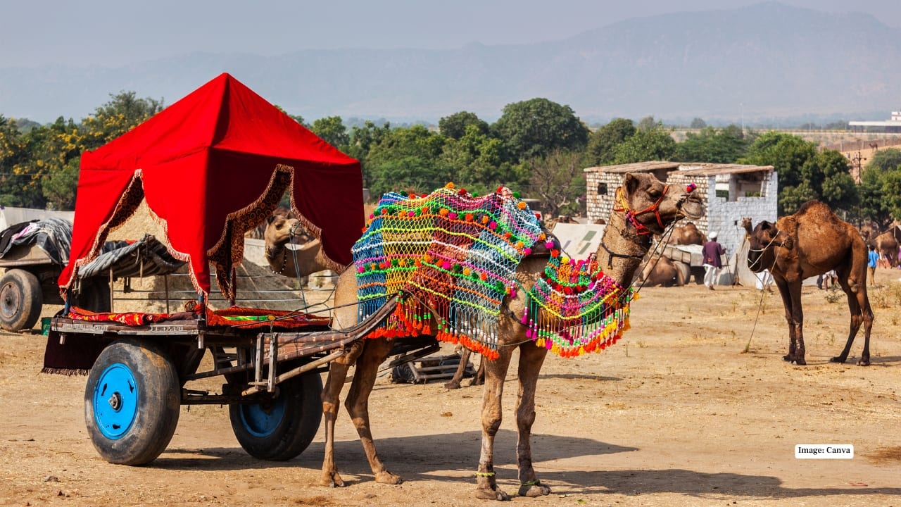 4. Rajasthan – Pushkar Camel Fair (Oct 30 – Nov 5, 2025) Rajasthan’s desert town of Pushkar hosts one of the largest camel fairs in the world. Enjoy camel races, vibrant markets, folk performances, and a truly colorful atmosphere that captures the spirit of Rajasthani culture. (Image: Canva)
