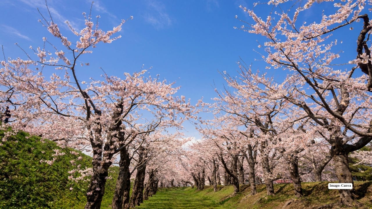 8. Meghalaya – Cherry Blossom Festival (Nov 2025) Meghalaya’s scenic landscapes become even more enchanting during the Cherry Blossom Festival. Wander through blooming gardens, enjoy local music and dance, and capture stunning photographs of the pink-hued valleys. (Representative Image: Canva)