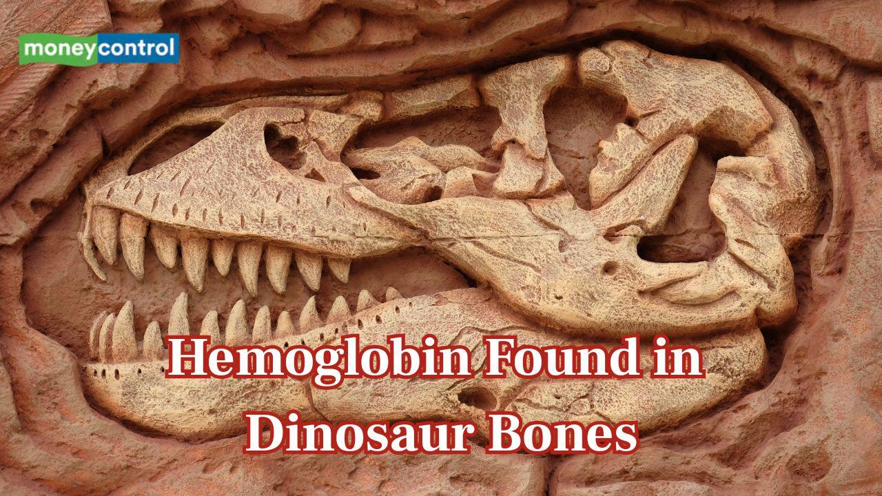 Hemoglobin found trapped in 66-million-year-old dinosaur bones, scientists confirm