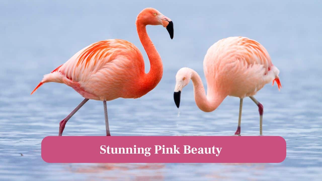 Why Flamingos are pink: The surprising science behind it Why Flamingos are pink: The surprising science behind it