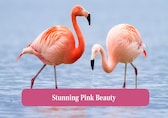 Why Flamingos are pink: The surprising science behind it