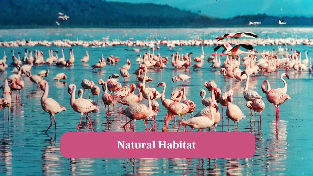 2. Natural Habitat: These wading birds thrive in salty lakes, lagoons and wetlands rich in food sources. (Image: Canva)