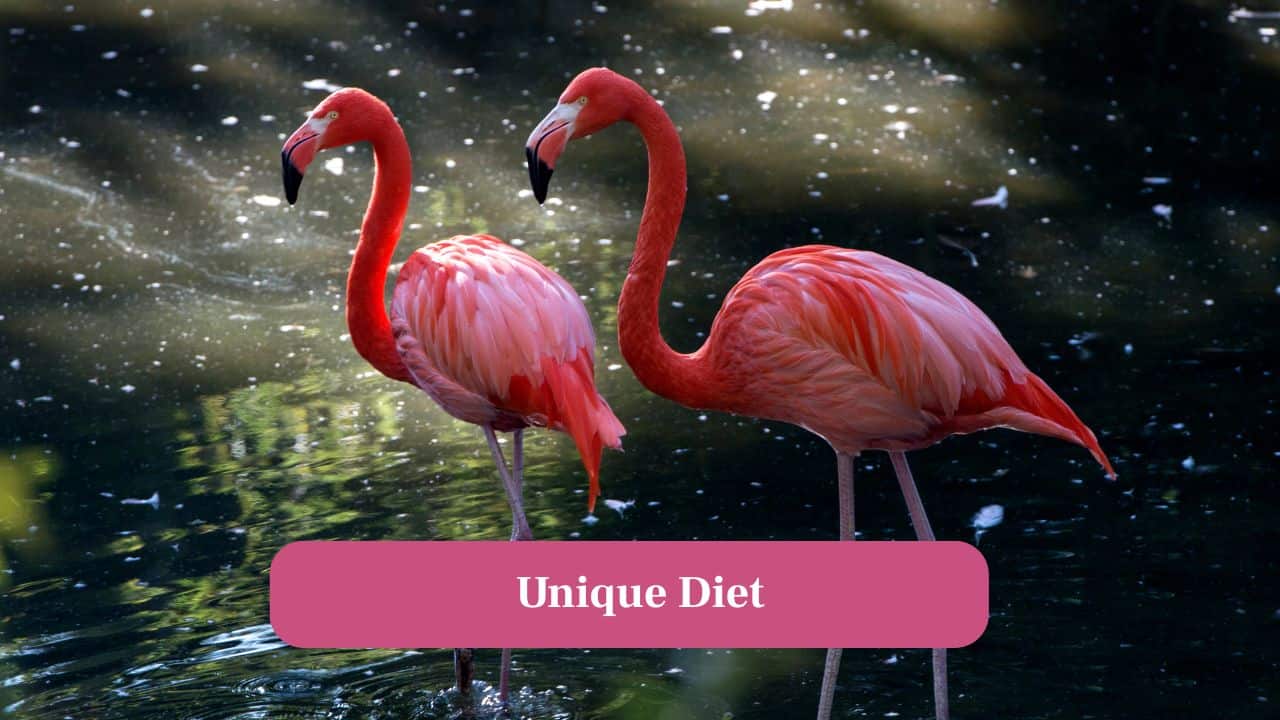 3. Unique Diet: Flamingos eat algae, brine shrimp and crustaceans. These contain pigments called carotenoids. (Image: Canva)