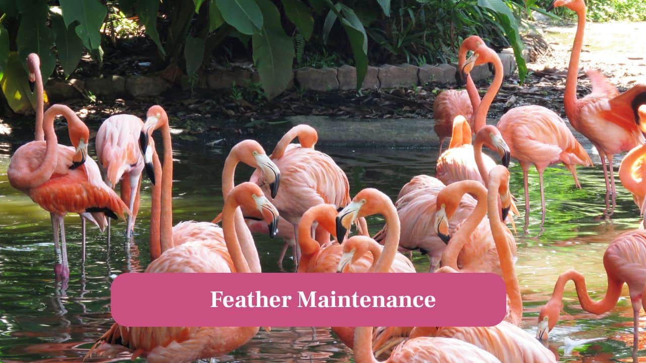 9. Feather Maintenance: Flamingos preen regularly, redistributing oils to enhance feather coloration and waterproofing. (Image: Canva)