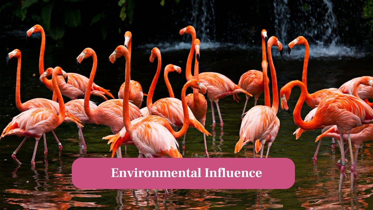 10. Environmental Influence: Water quality and food availability directly impact flamingo's pink shade and overall wellbeing. (Image: Canva)