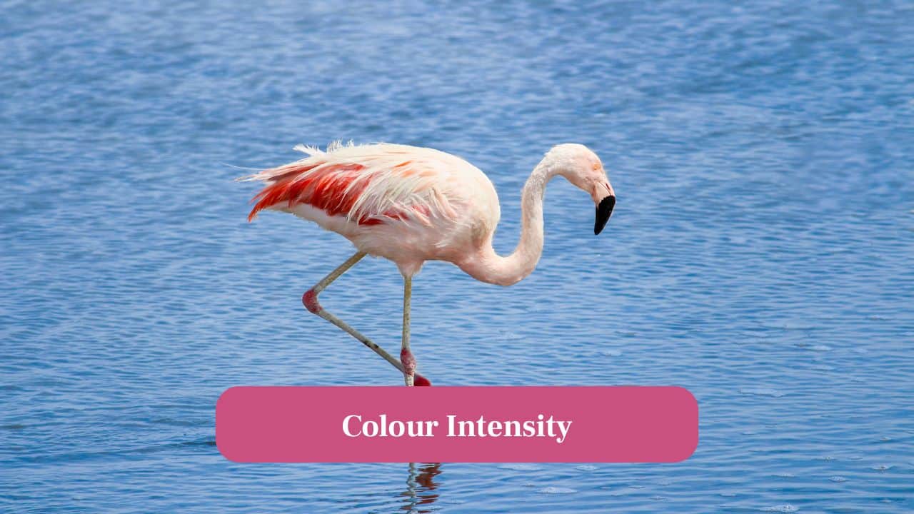 7. Colour Intensity: Flamingos’ pink intensity depends on diet. Their richer food creates deeper and more vivid hues. (Image: Canva)
