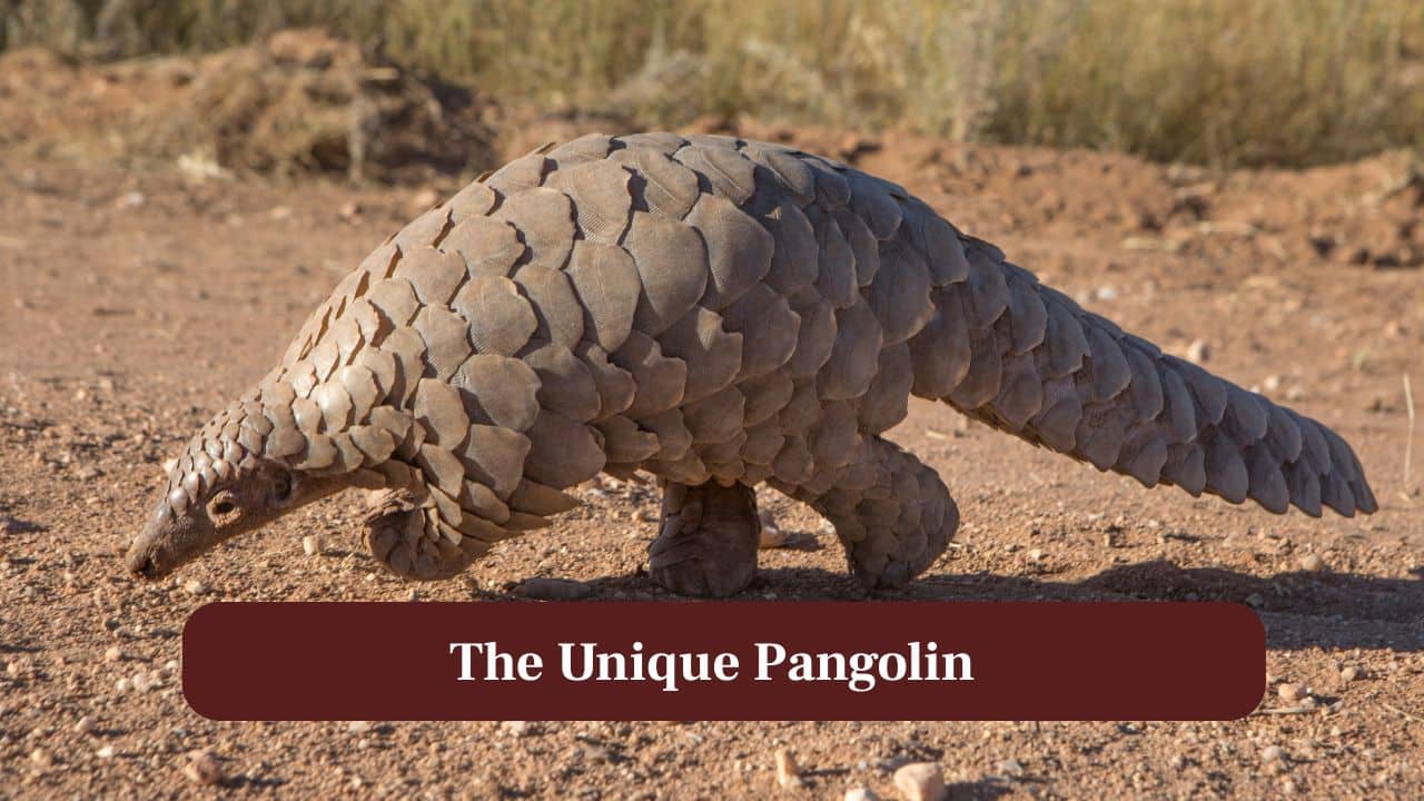 Meet the Pangolin: The scaly mammal that rolls into a ball Meet the Pangolin: The scaly mammal that rolls into a ball