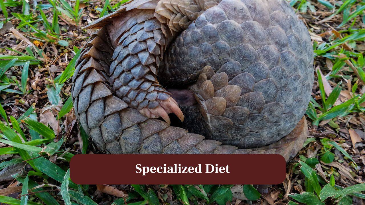 6. Specialised Diet: They feed mainly on ants and termites, using long, sticky tongues to capture prey. (Image: Canva)